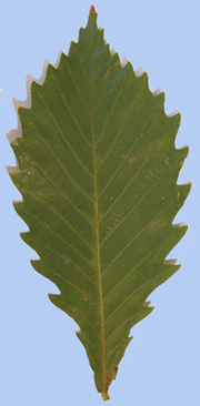 Quercus mongolica