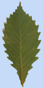 Quercus mongolica