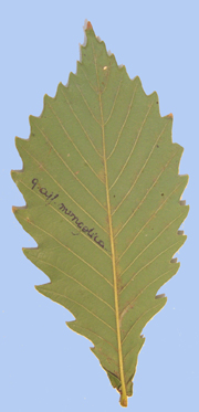 Quercus mongolica