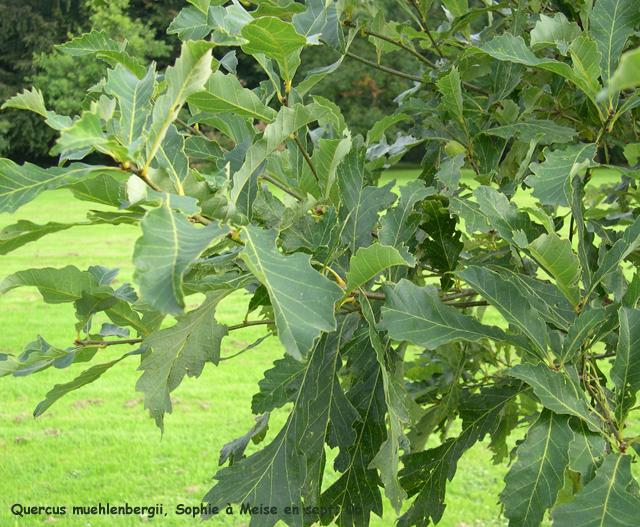 Quercus muehlenbergii