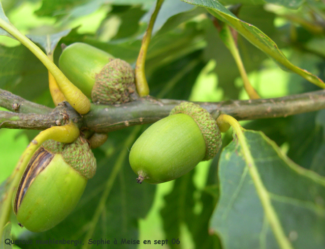 Quercus muehlenbergii