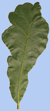 Quercus muehlenbergii