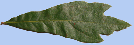 Quercus nigra