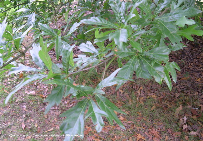 Quercus nigra