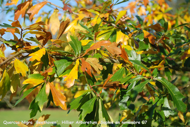 Quercus nigra 'Beethoven'