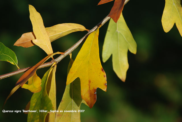 Quercus nigra 'Beethoven'