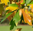 Quercus nigra 'Beethoven'