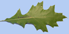 Quercus palustris