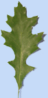 Quercus palustris