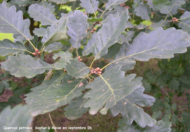 Quercus petraea