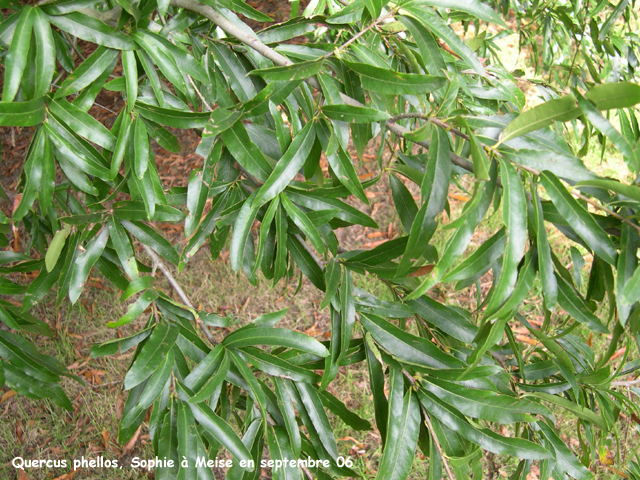 Quercus phellos