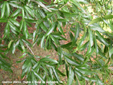 Quercus phellos 
