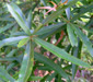 Quercus phellos