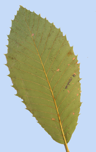 Quercus pontica