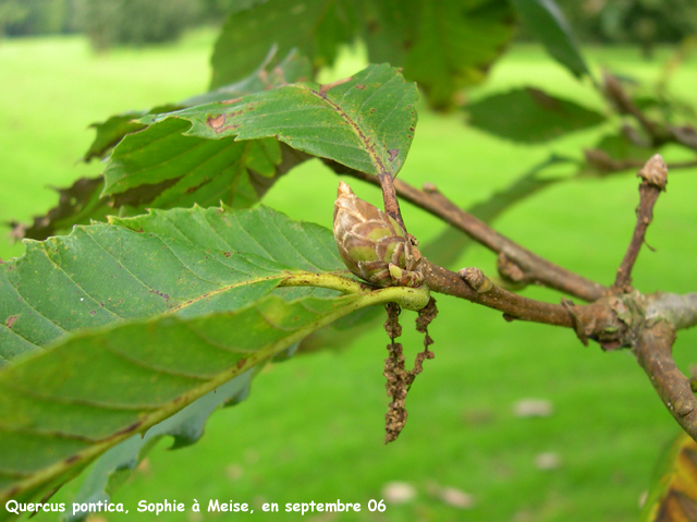 Quercus pontica