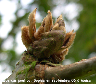 Quercus pontica