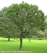 Quercus ponica