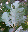 Quercus pubescens