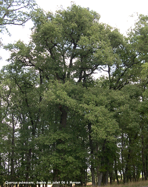 Quercus pubescens