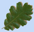 Quercus pubescens