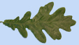 Quercus pyrenaica