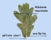 Quercus robur