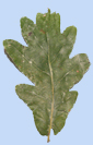 Quercus robur