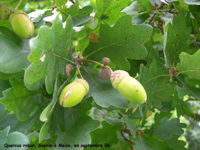 Quercus robur