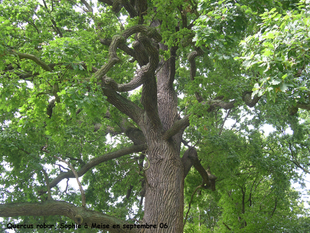 Quercus robur