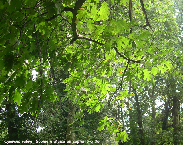 Quercus rubra