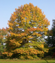 Quercus rubra