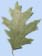 Quercus rubra