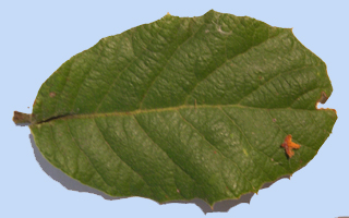 Quercus rugosa