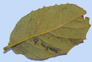 Quercus rugosa