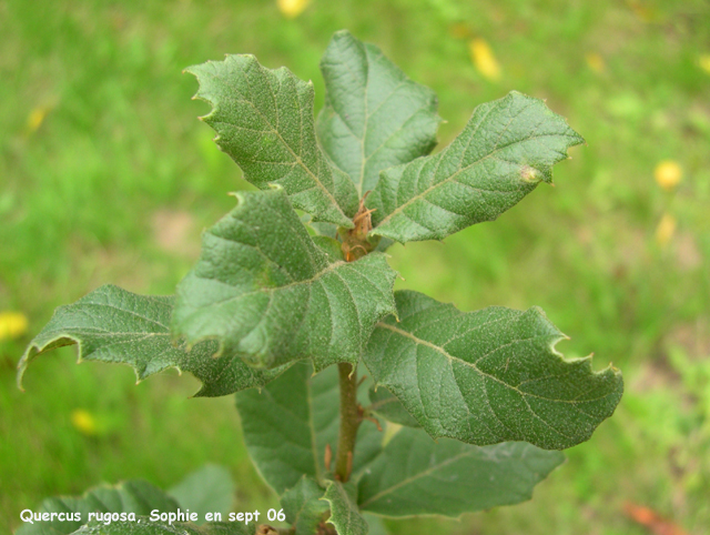 Quercus rugosa