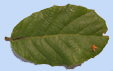 Quercus rugosa