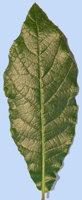 Quercus rysophylla