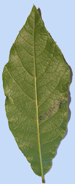 Quercus rysophylla