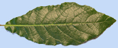 Quercus rysophylla