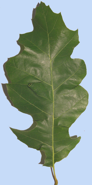 Quercus shumardii