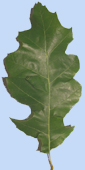 Quercus shumardii