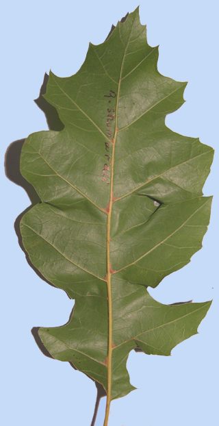 Quercus shumardii