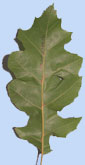 Quercus shumardii