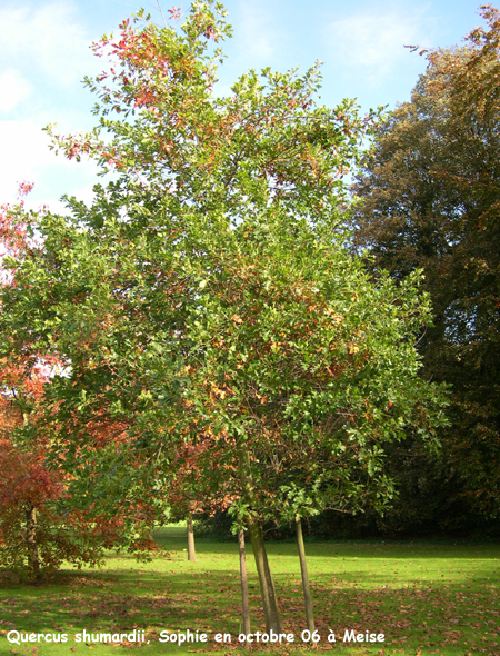 Quercus shumardii