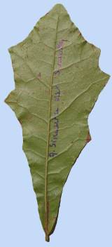 Quercus sinuata