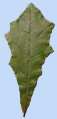 Quercus sinuata