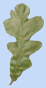 Quercus stellata