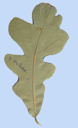 quercus stellata