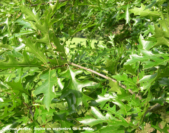 Quercus texana