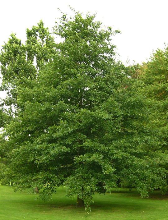 Quercus texana